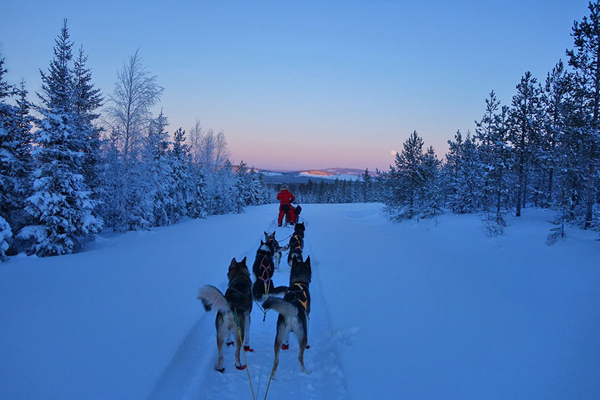 Lappland - Hundeschlitten