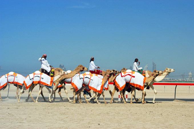 Kamelrennen in Dubai
