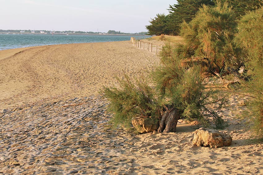 Strand in Vendee