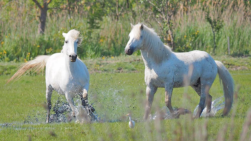 Camargue