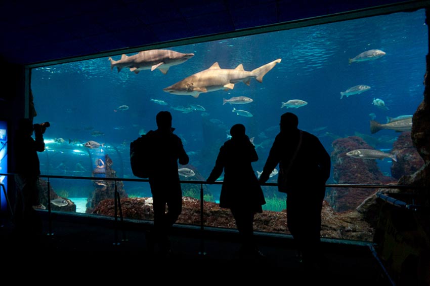 Aquarium von Barcelona