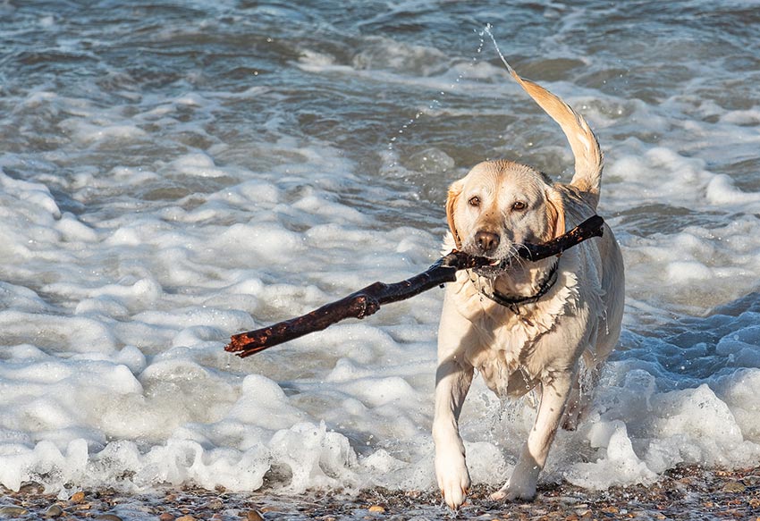 Badeurlaub mit Hund auf Vis